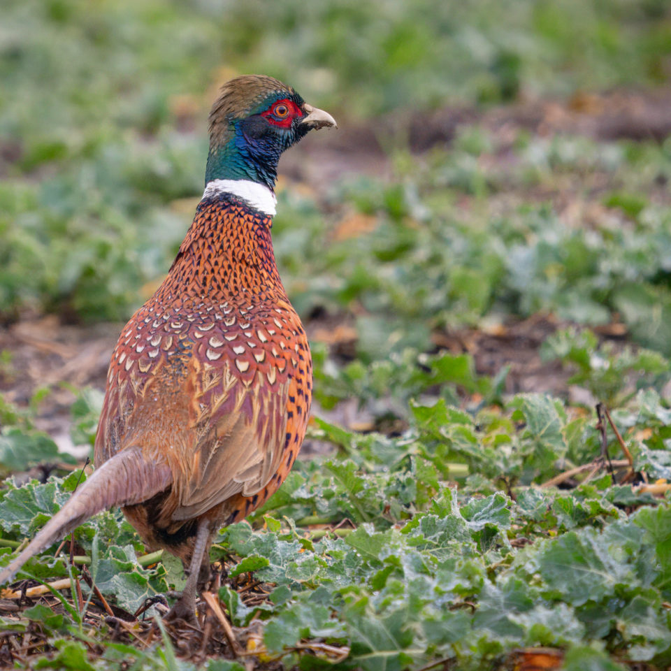 Januar 2024 – Muldewiesen