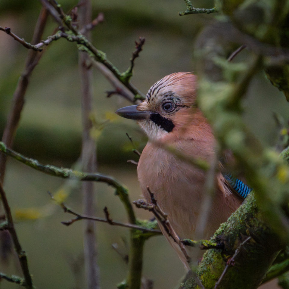 Januar 2024 – Am Vogelhaus I