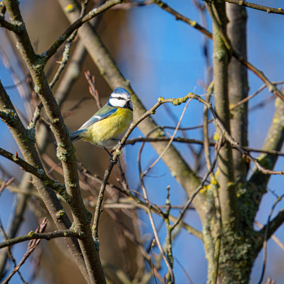 Januar 2024 – Kleine Vogelrunde