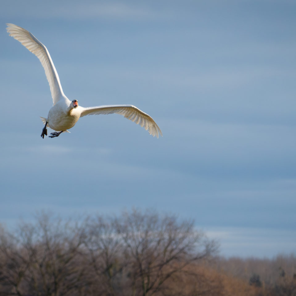 Februar 2024 – Kleine Vogelrunde