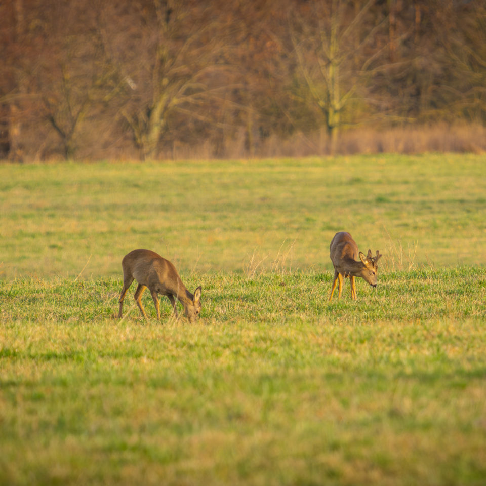 Februar 2024 – Spaziergang nach Arbeit