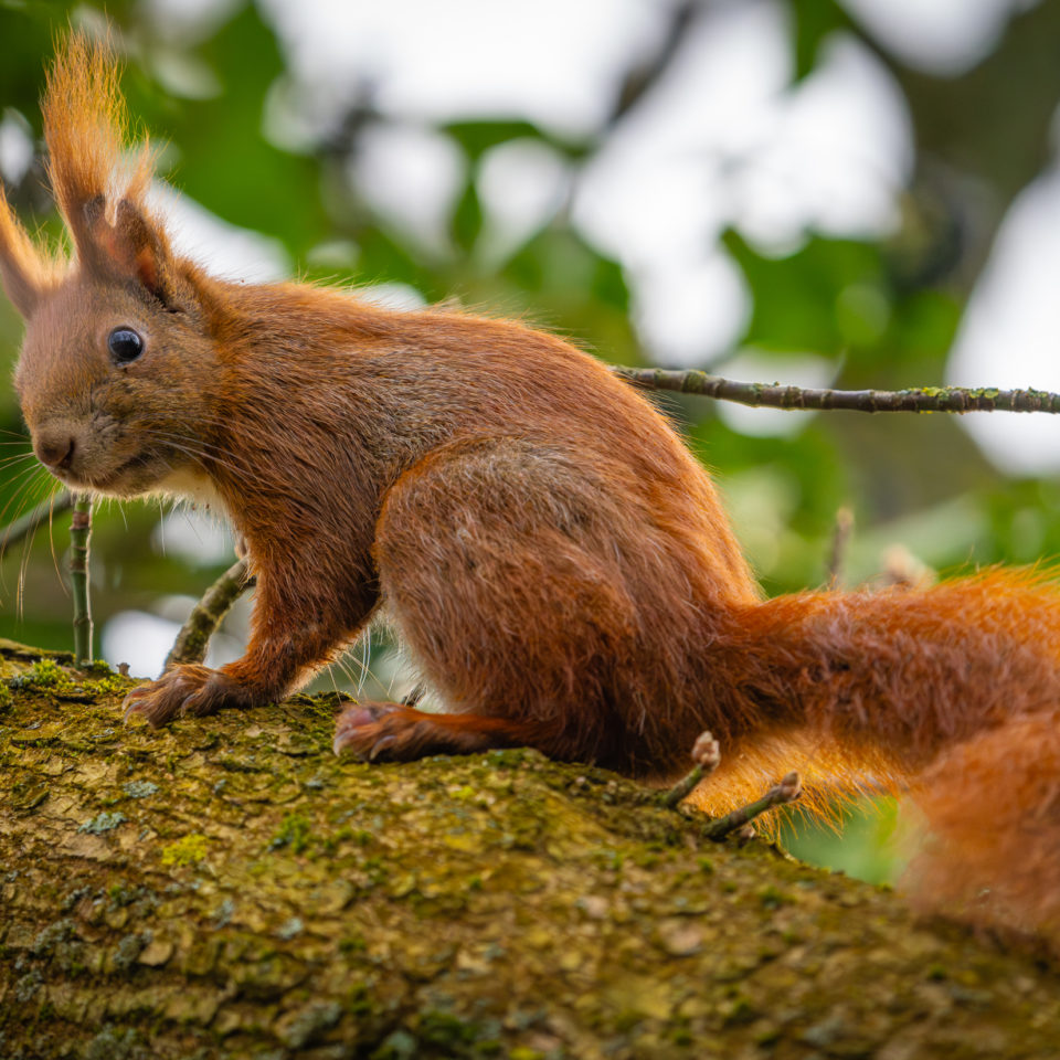 Februar 2024 – Urbanes Wildlife in Wörlitz