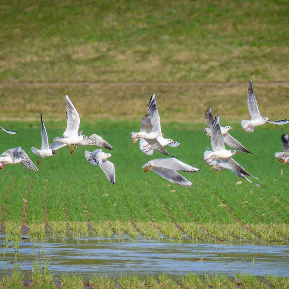 Februar 2024 – Test Telekonverter