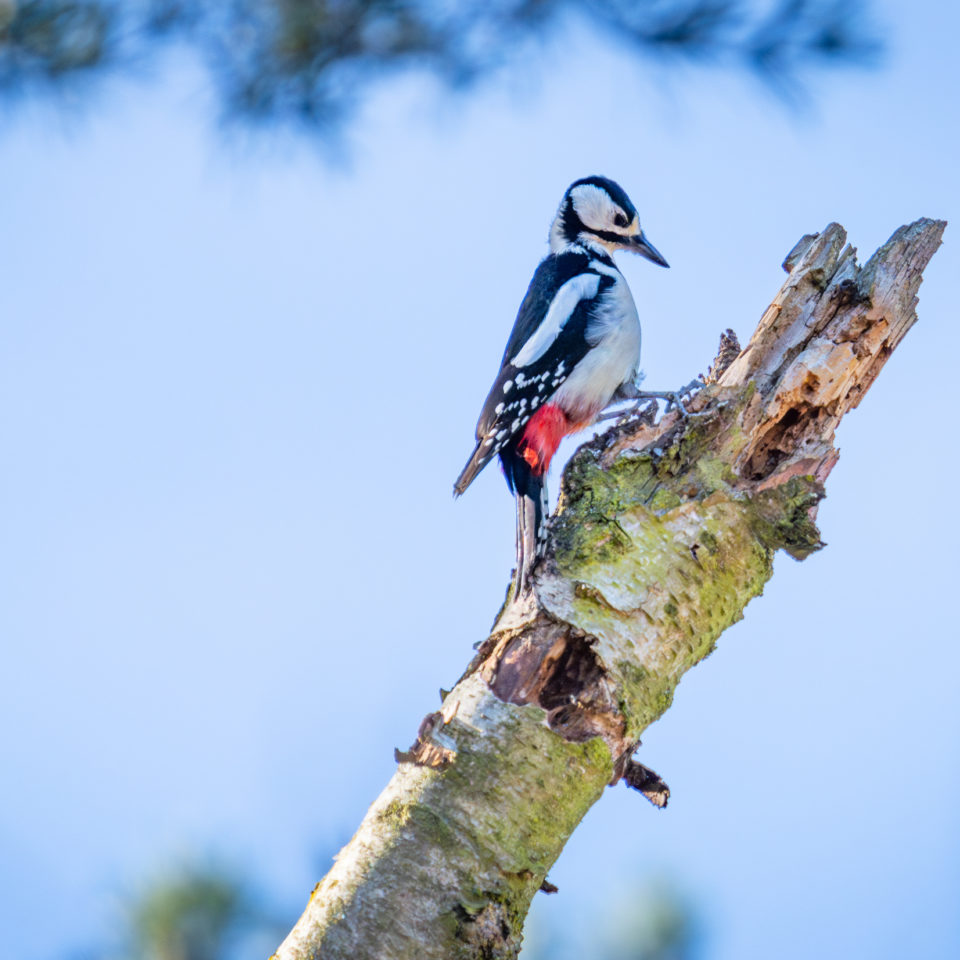 Februar 2024 – Pressler Moor