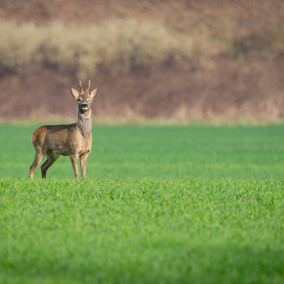 März 2024 – Naturfotografie