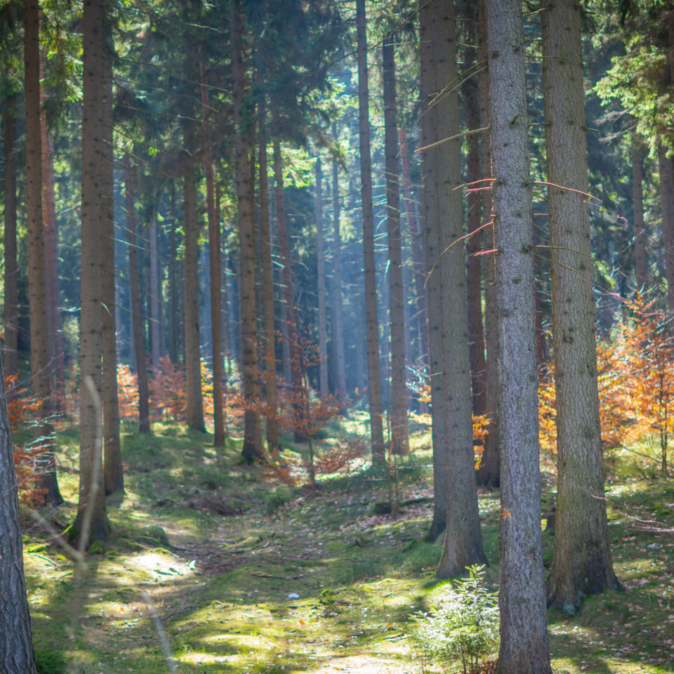 März 2024 – Wanderung Jonsdorfer Felsenstadt