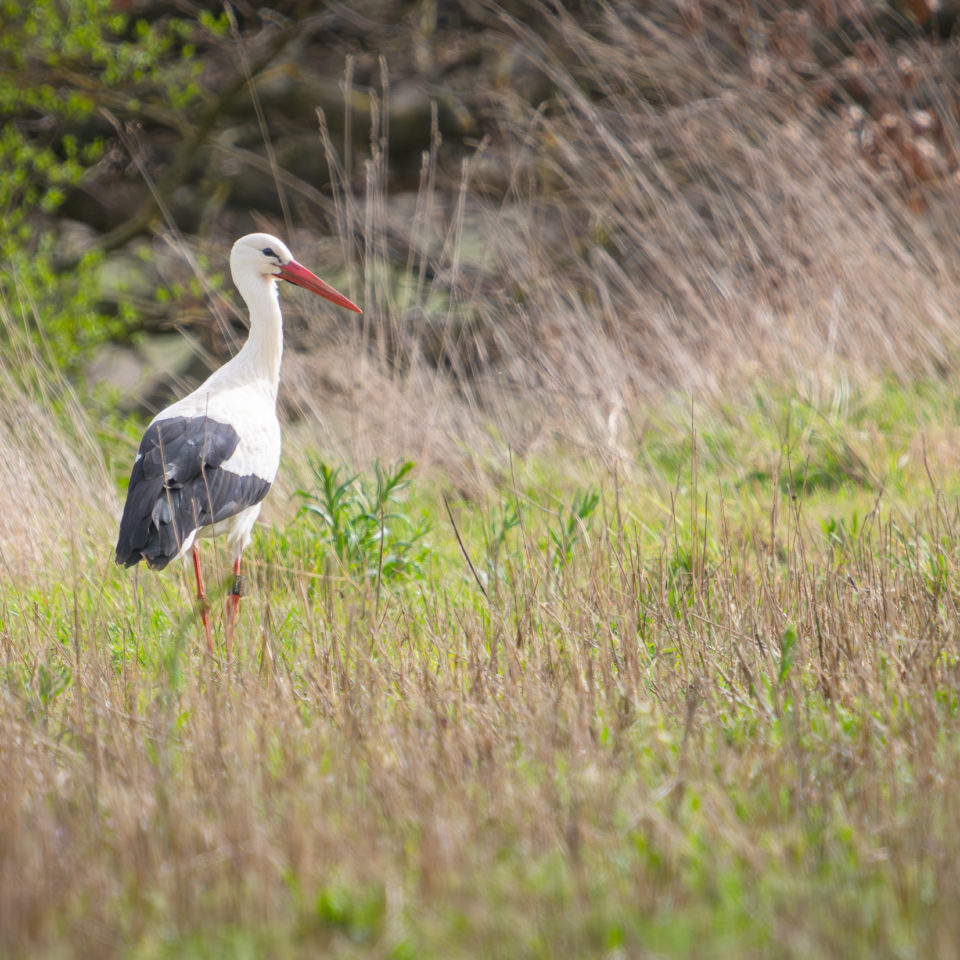 März 2024 – Naturfotografie – A7 RV