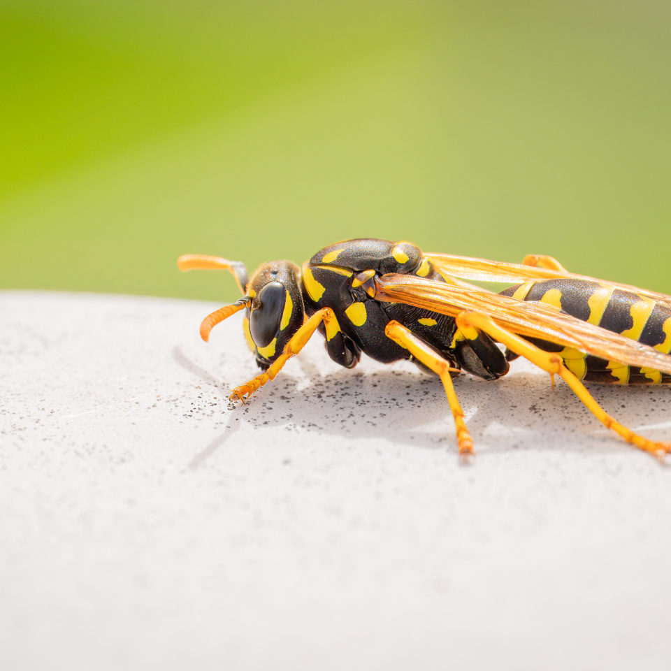 März 2024 – Naturfotografie – OM-1 II