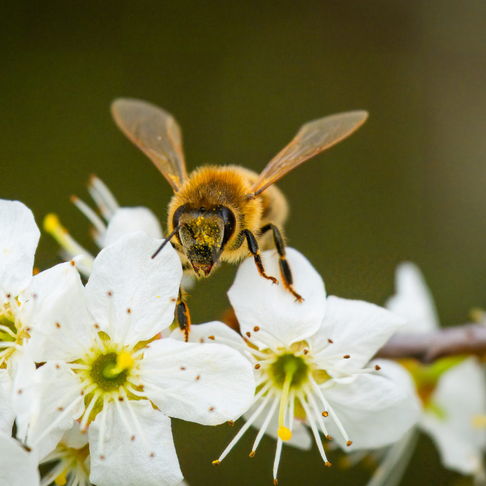 März 2024 – Makro – A7 RV