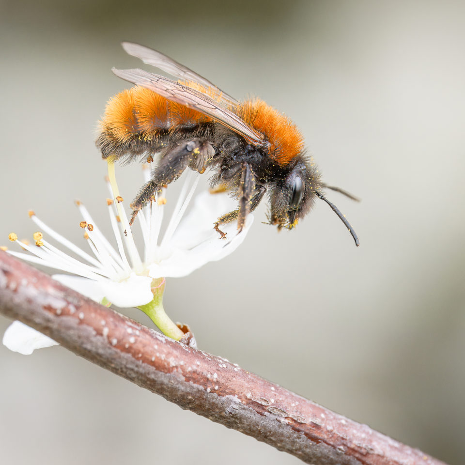 März 2024 – Makro – OM-1 II