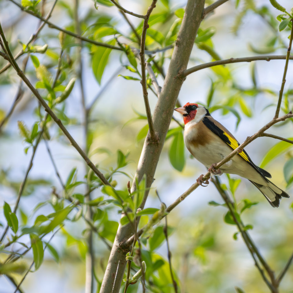 April 2024 – Vogelfotografie – OM-1 II