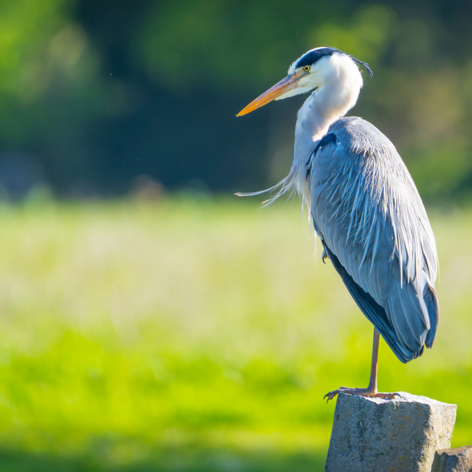 Mai 2024 – Natur Pur