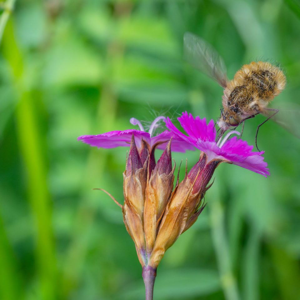 Mai 2024 – Kleine Welt ganz groß