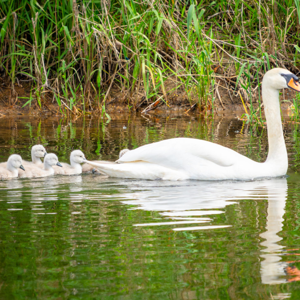 Mai 2024 – In den Muldewiesen