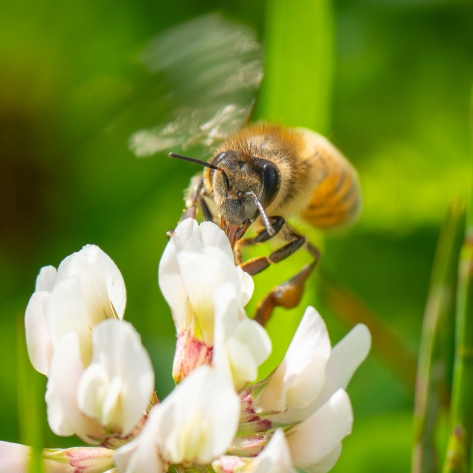 Juni 2024 – Sommer in den Muldewiesen