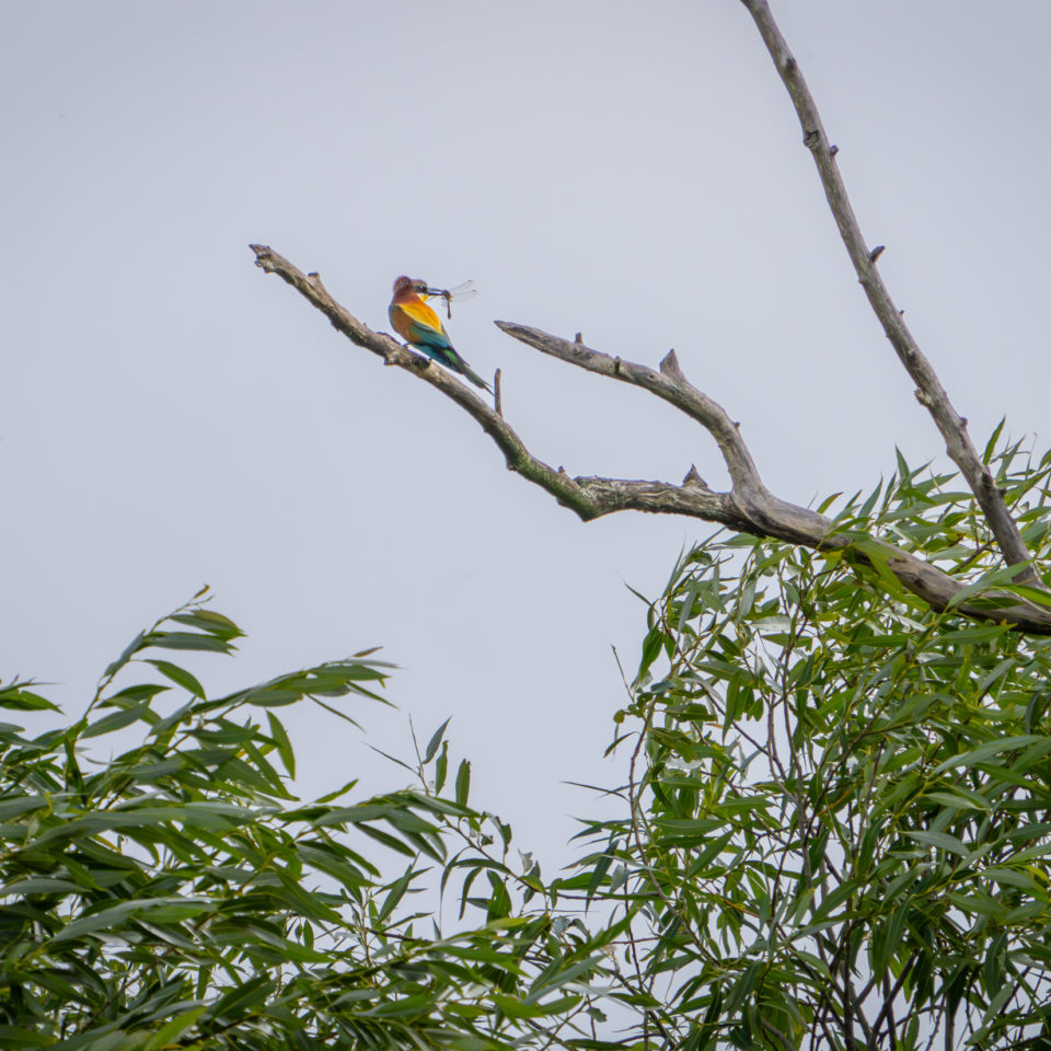 Juni 2024 – Bienenfresser an der Mulde