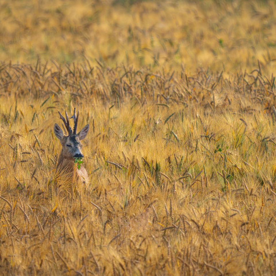 Juni 2024 – Muldewiese