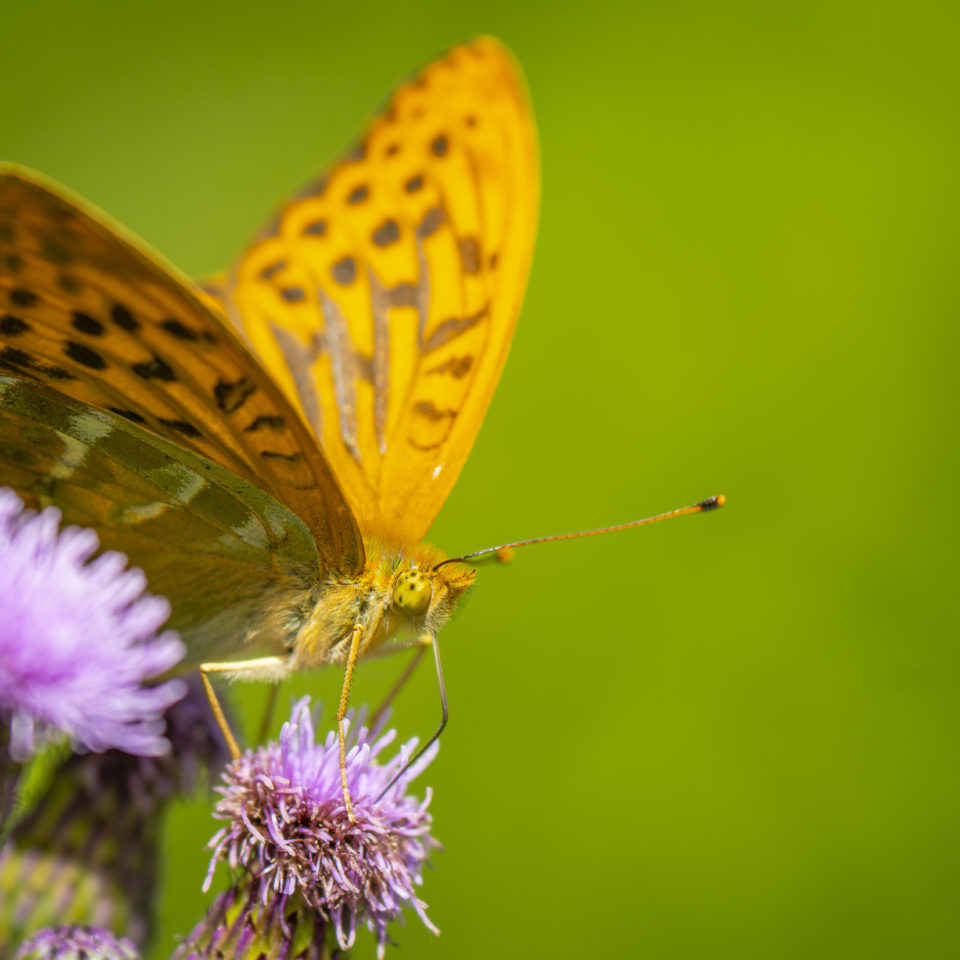 Juli 2024 – Makrorunde