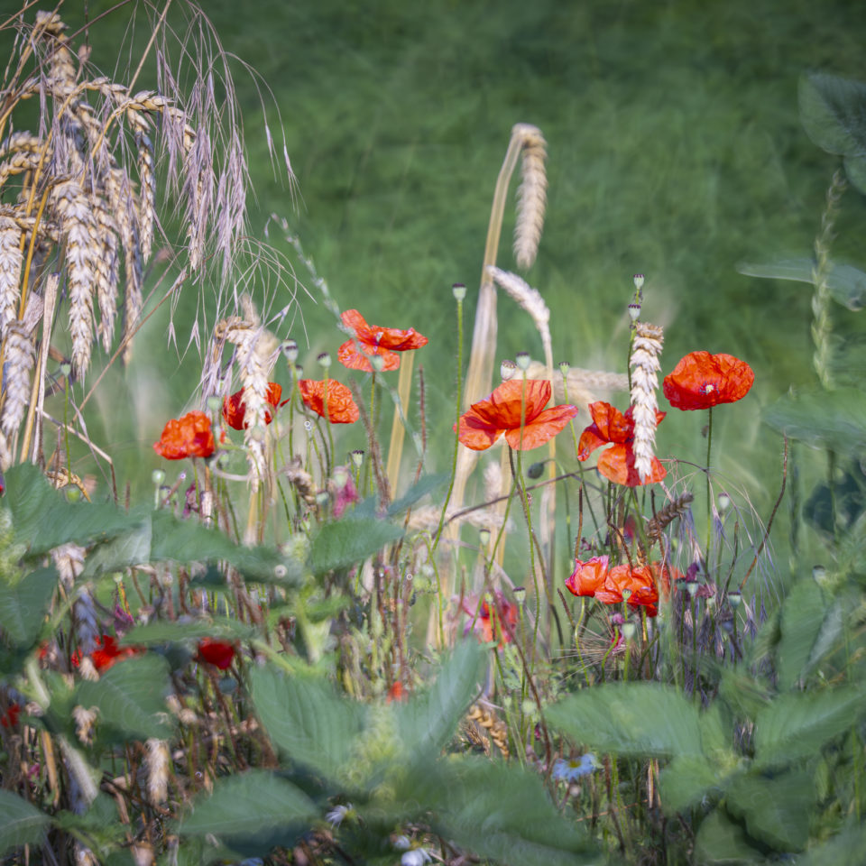 Juli 2024 – Kleine Morgenrunde