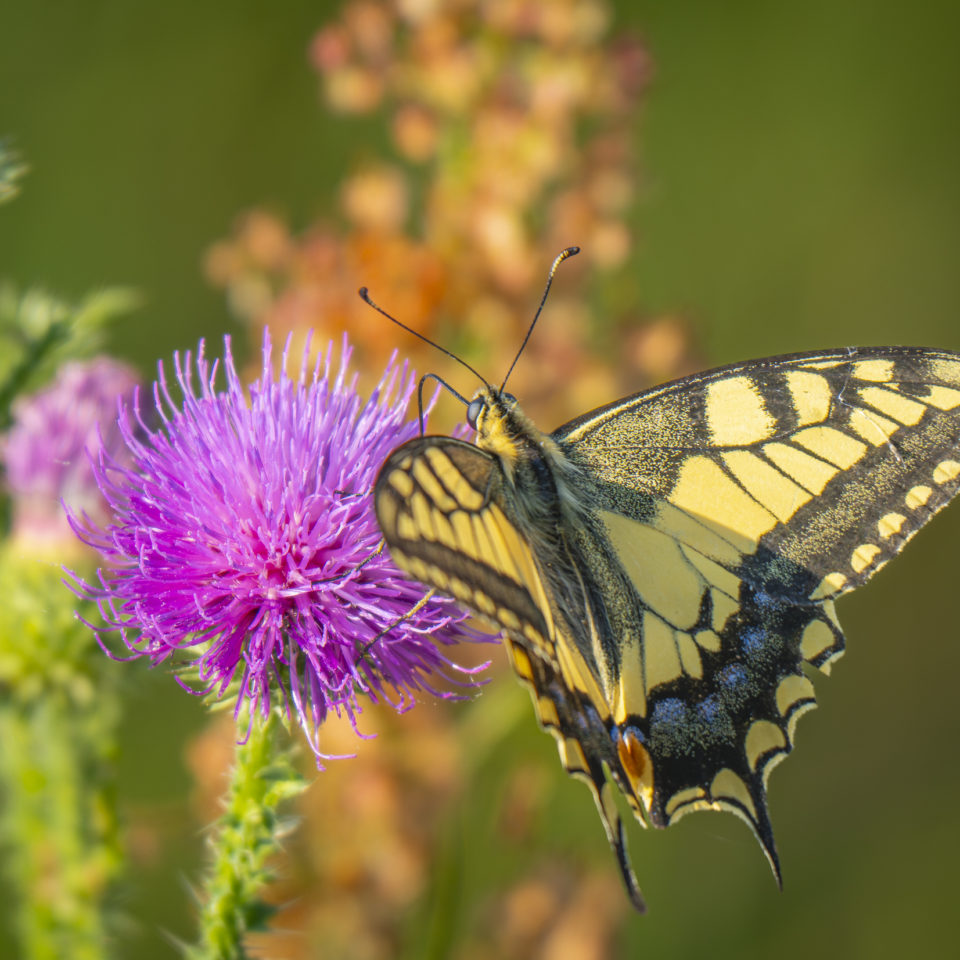 Juli 2024 – Am Mulderadweg