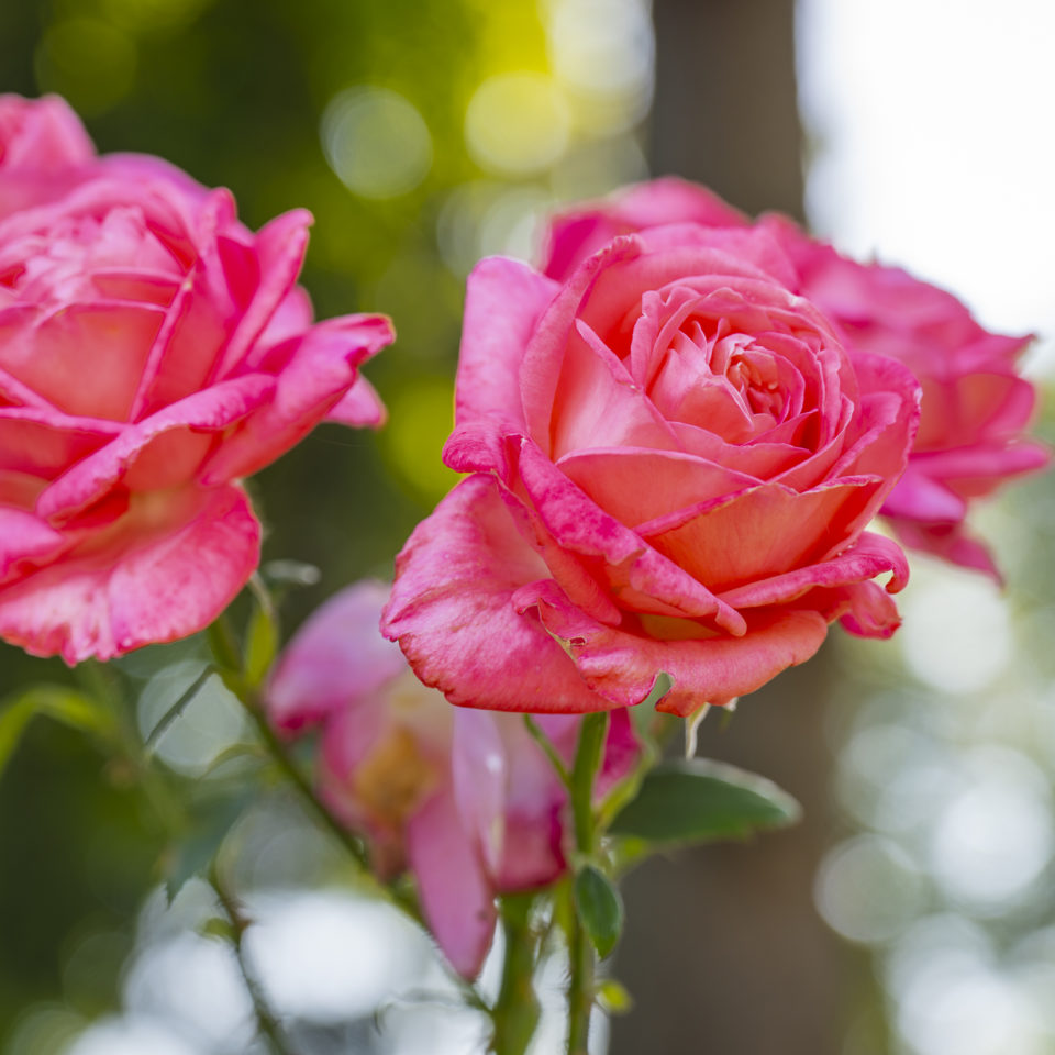 August 2024 – Europa Rosarium