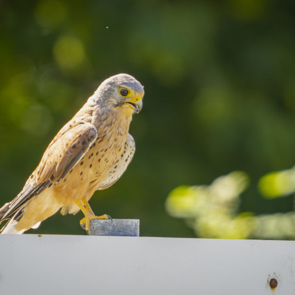 August 2024 – Goitzscherunde