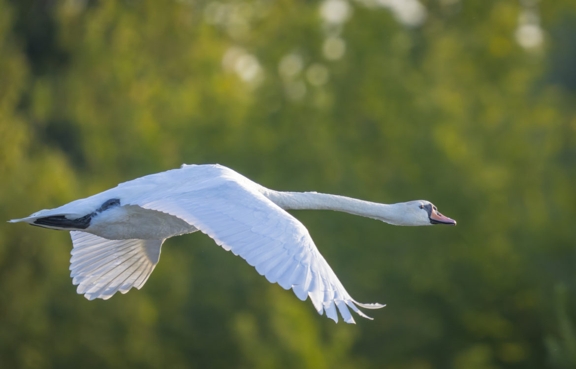 Vogelfotografie an der Mulde