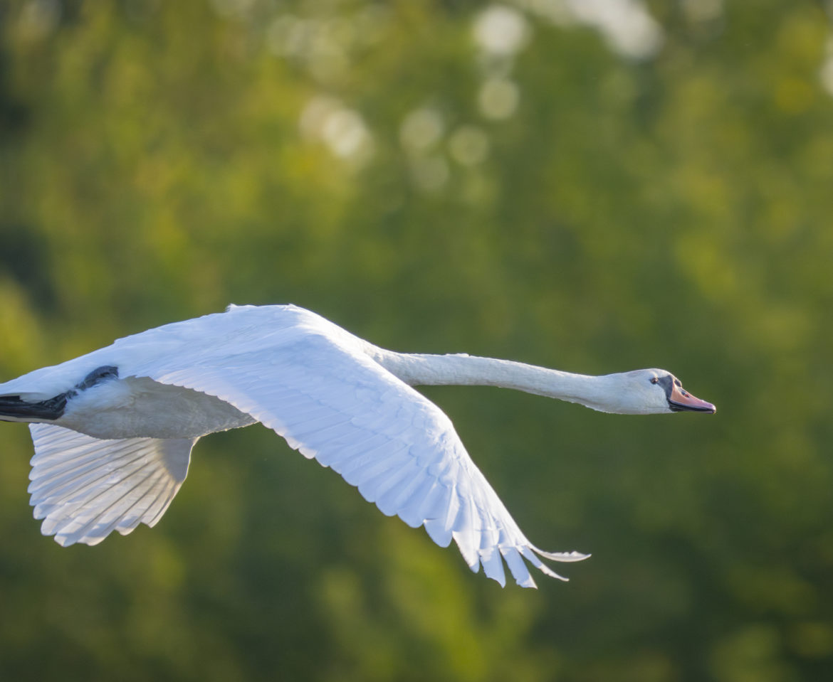 Vogelfotografie an der Mulde