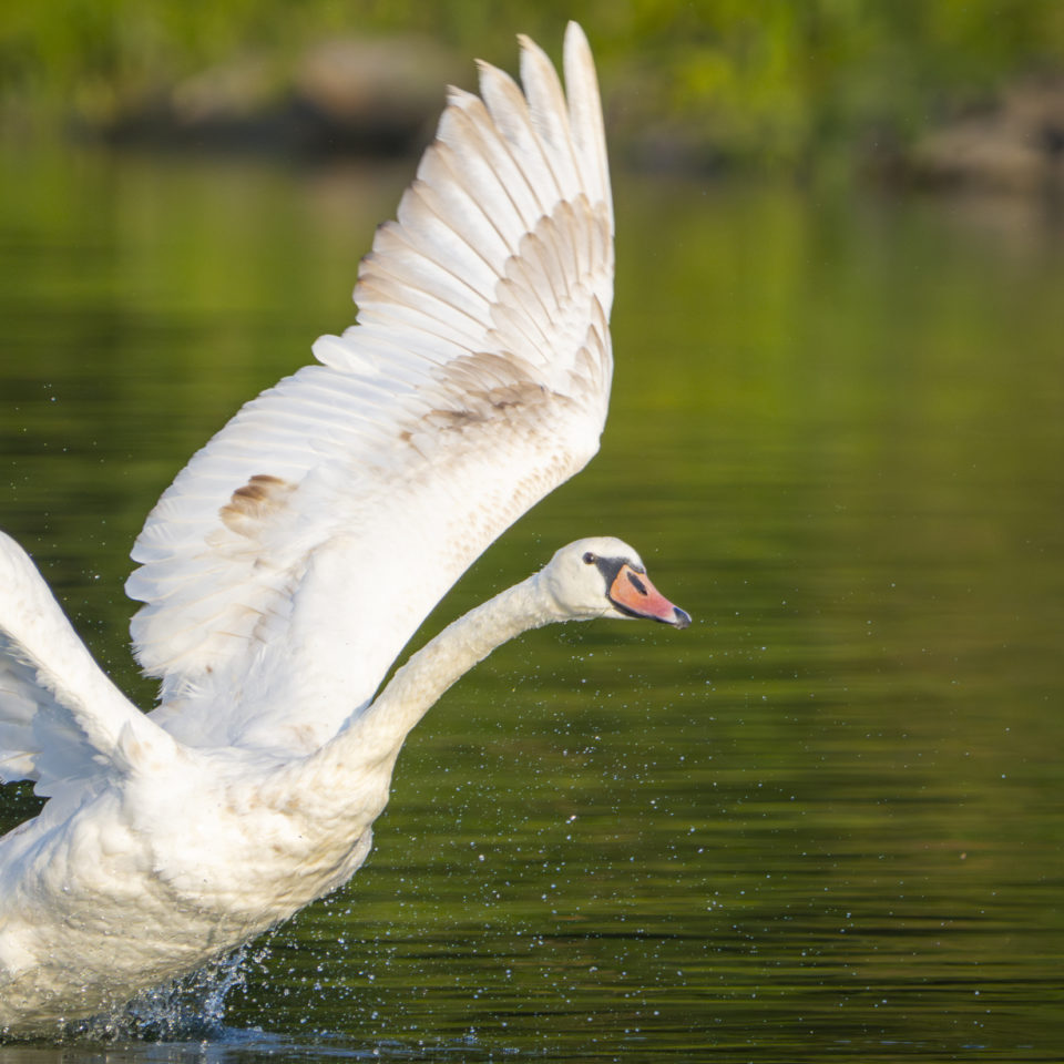 August 2024 – Vogelfotografie an der Mulde