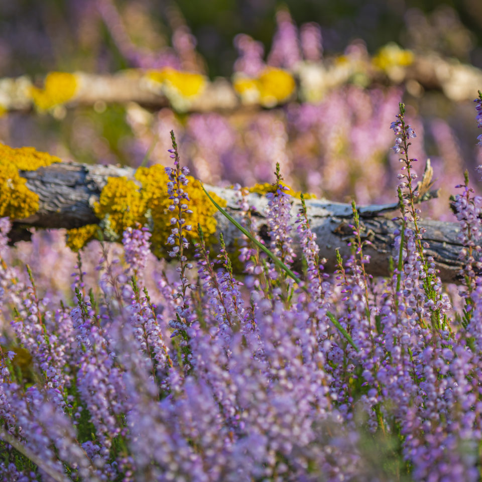 September 2024 – Oranienbaumer Heide