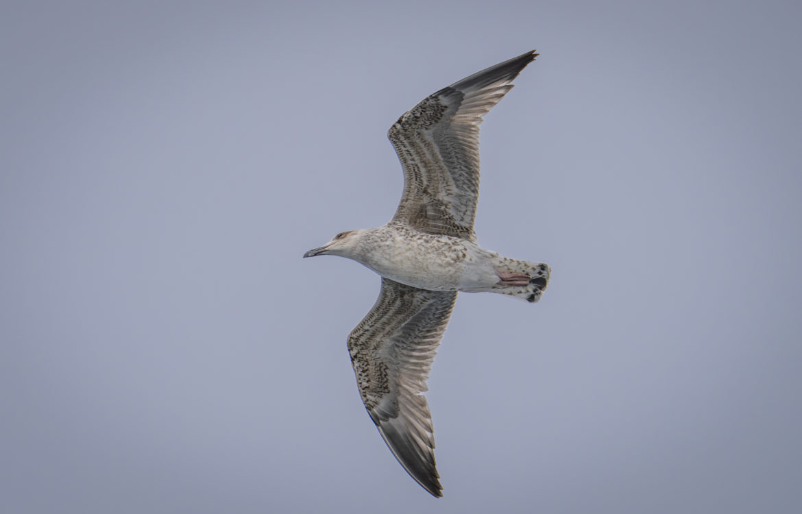 September 2024 – AIDAperla – Seetag 2/Hamburg