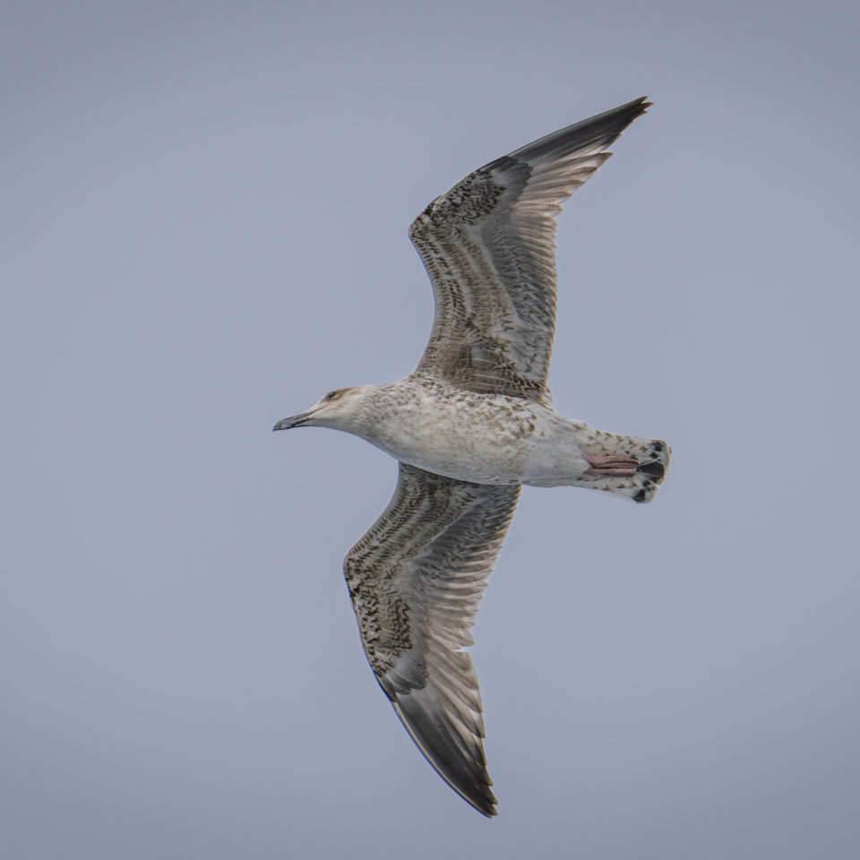 September 2024 – AIDAperla – Seetag 2/Hamburg