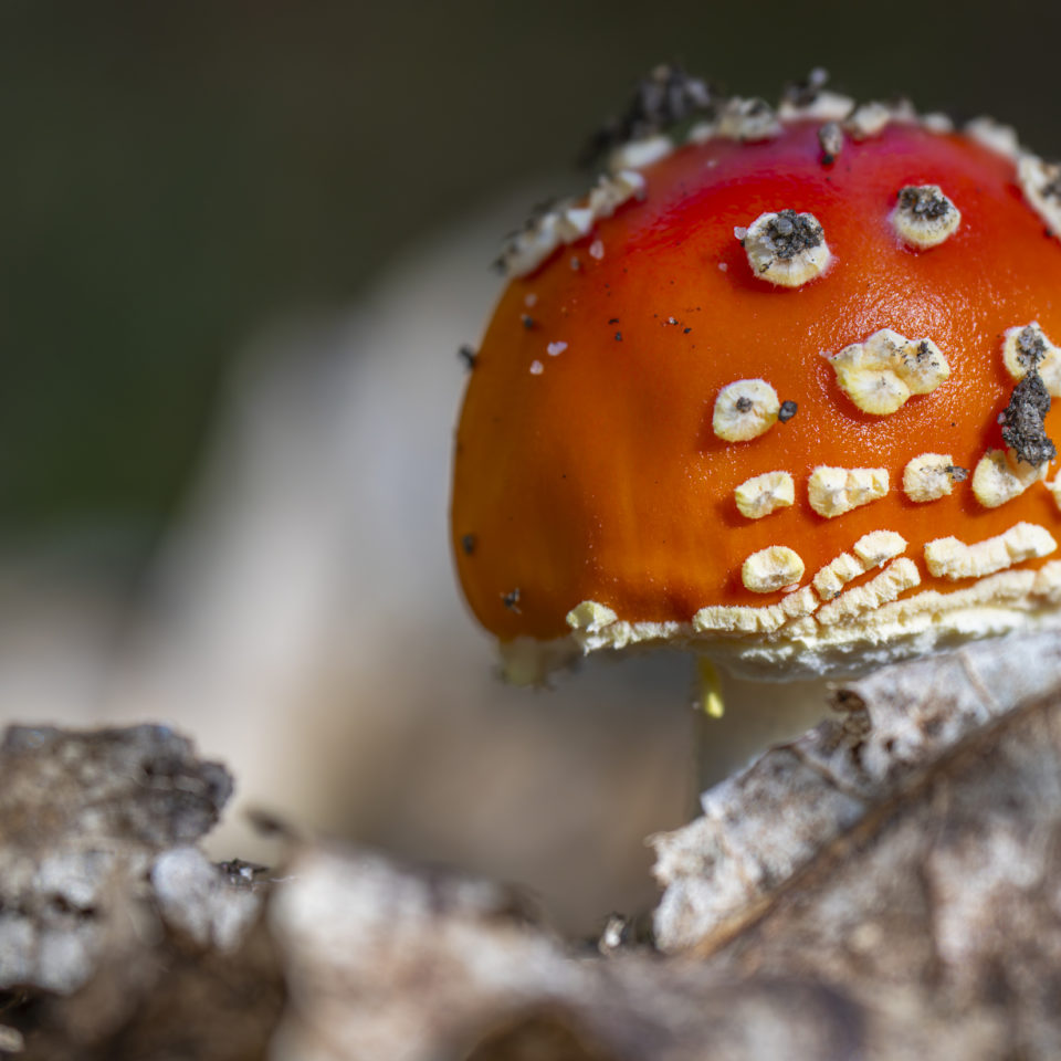 Oktober 2024 – Im Herbstwald