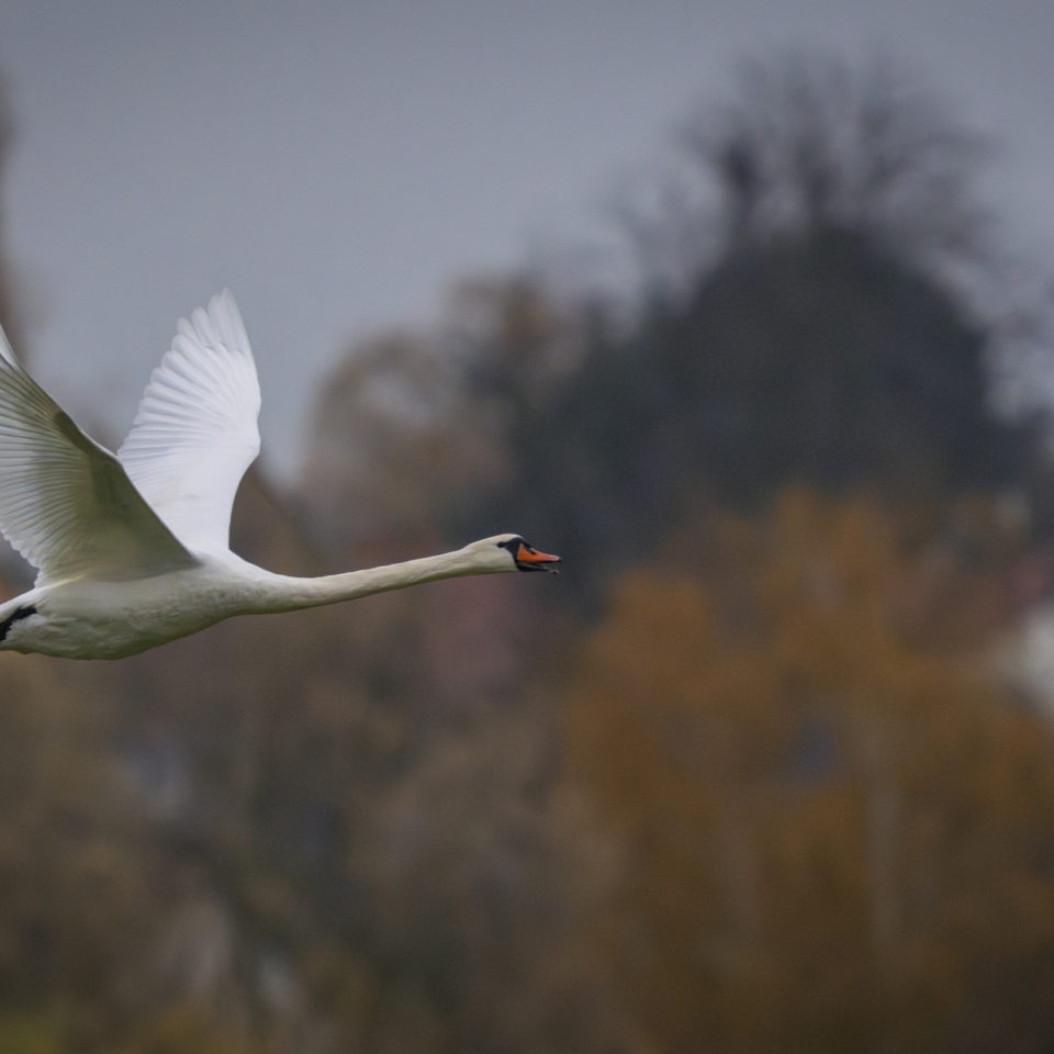 November 2024 – Muldewiesen