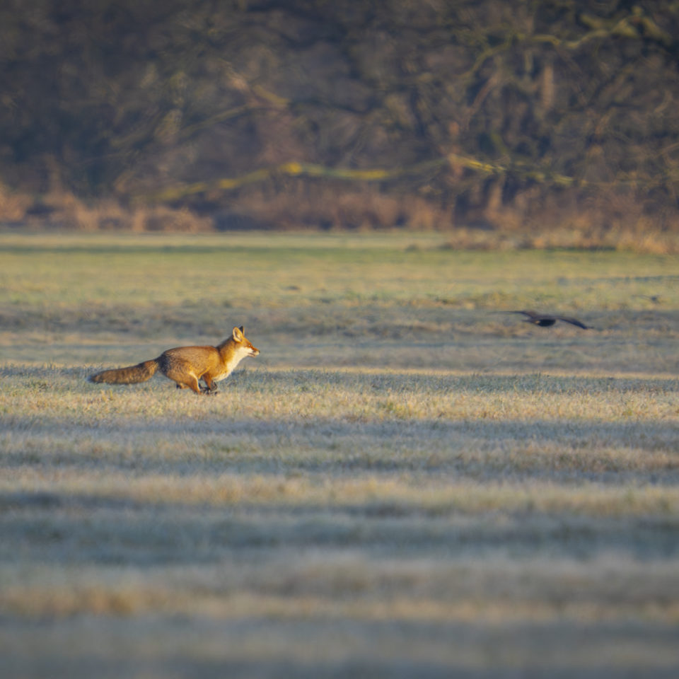 Dezember 2024 – Frost an der Leine