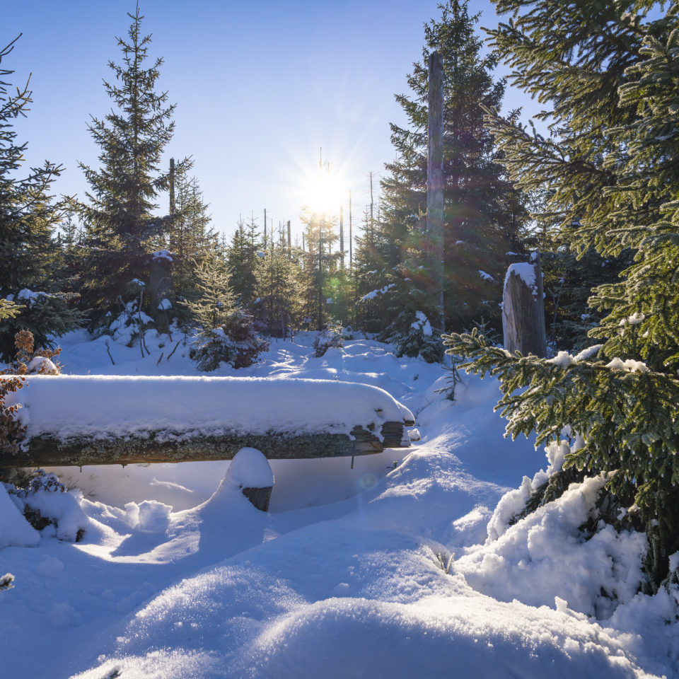 Januar 2025 – Wintertraum Oderteich