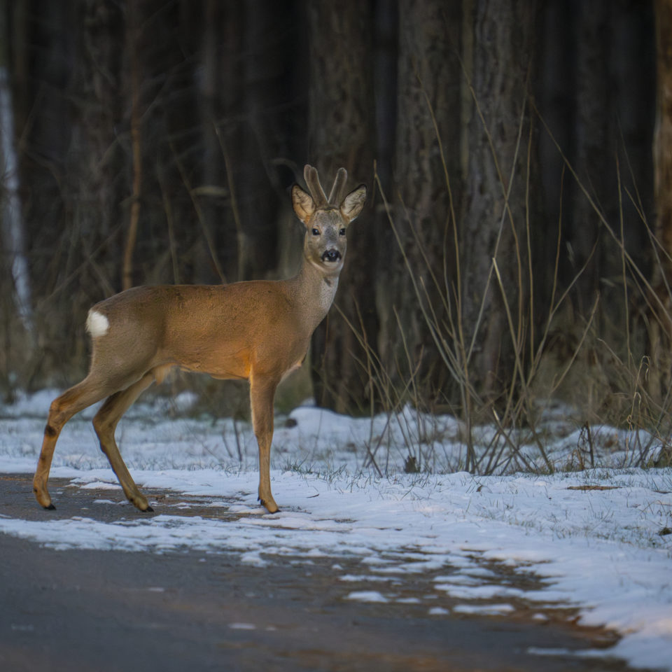 Februar 2025 – Halbinsel Pouch