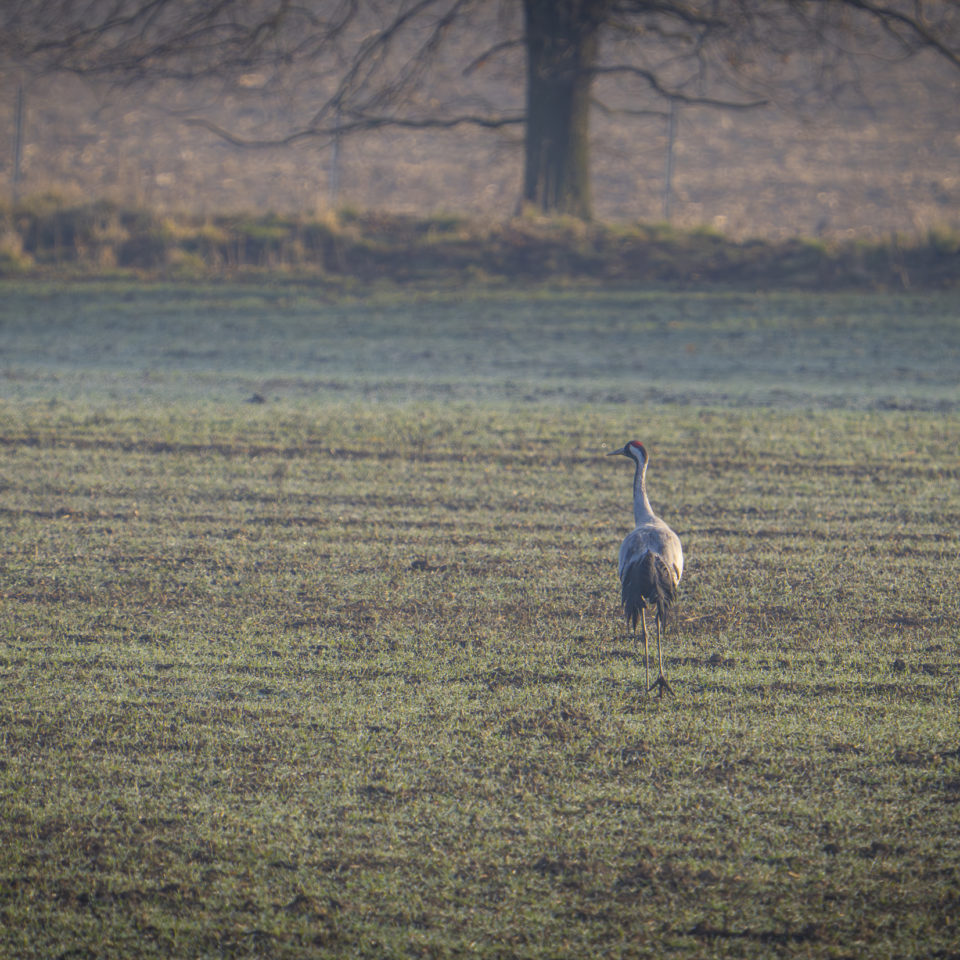 März 2025 – Muldeaue
