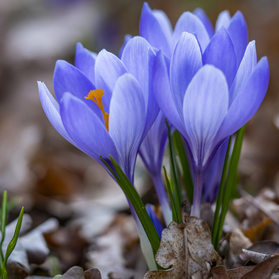 März 2025 – Unterwegs im Wörlitzer Park