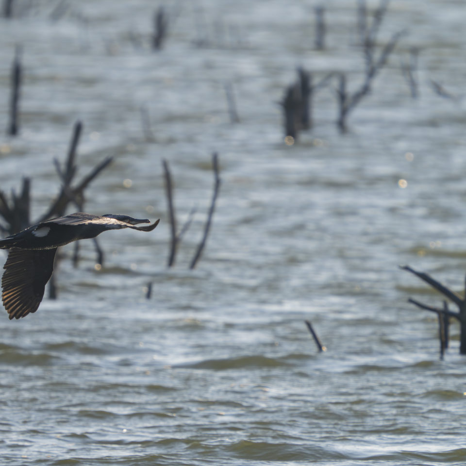 März 2025 – Goitzsche Wildnis