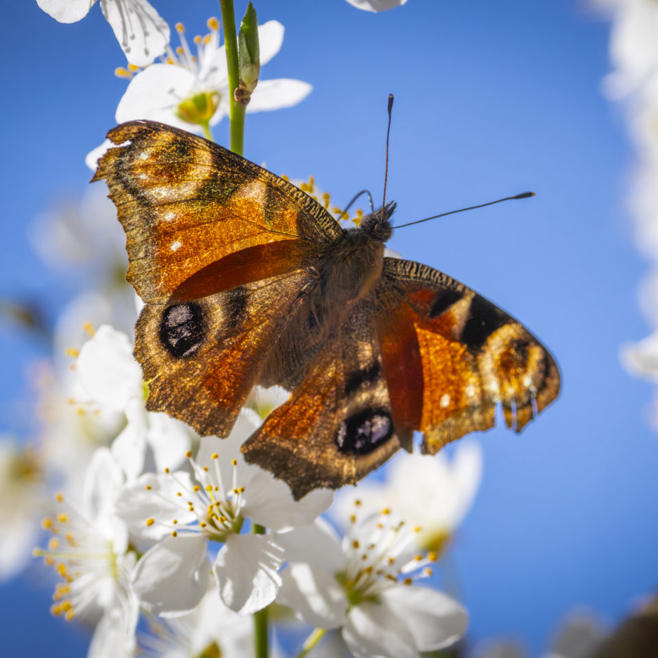 April 2025 – Waldspaziergang