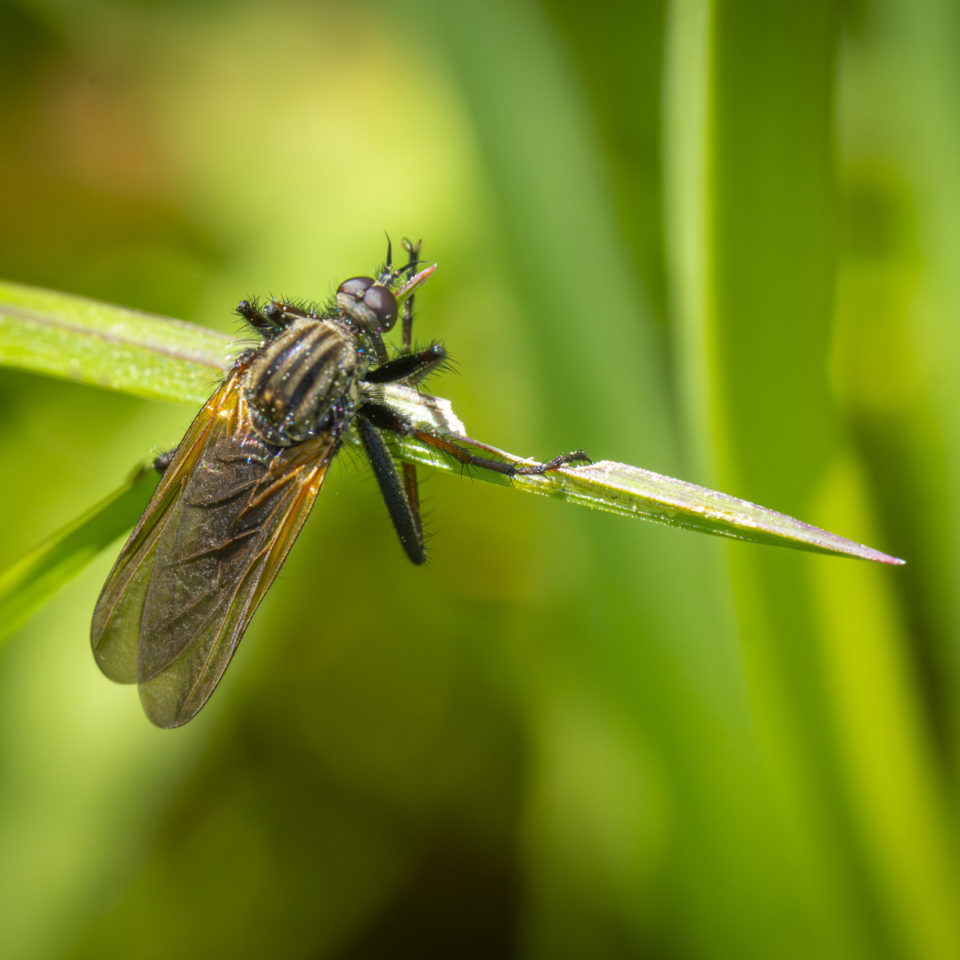 Mai 2025 – Kleine Makrorunde