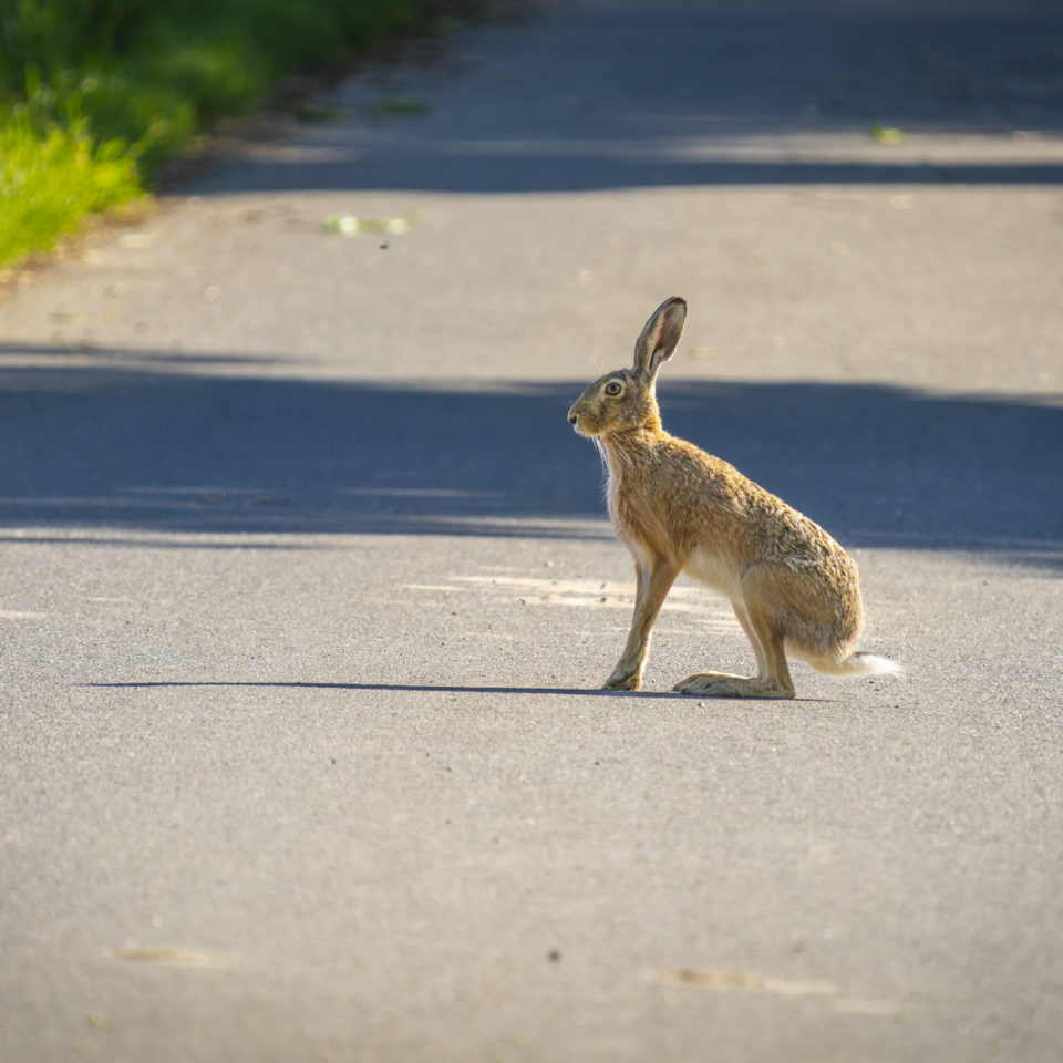Mai 2025 – Muldewiesen