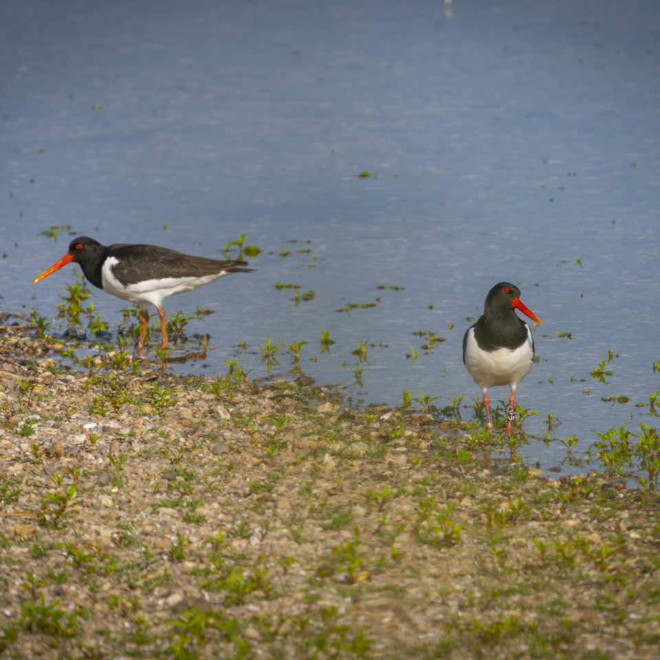 Mai 2025 – An der Mulde