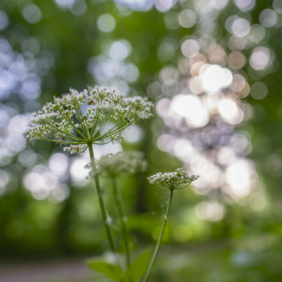 Juni 2025 – Waldfotografie