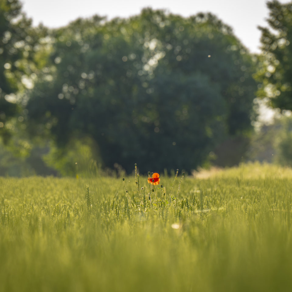 Juni 2025 – Naturfotografie mit Teleobjektiv