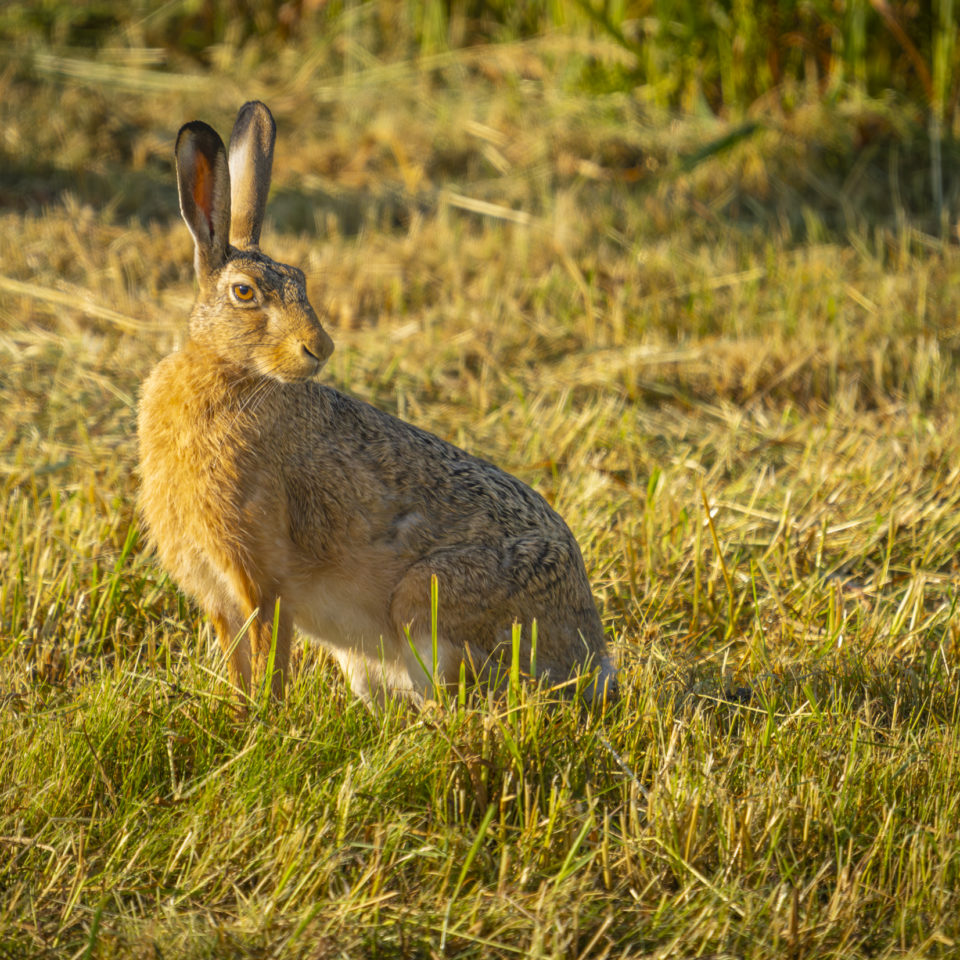 Juni 2025 – An der Mulde II