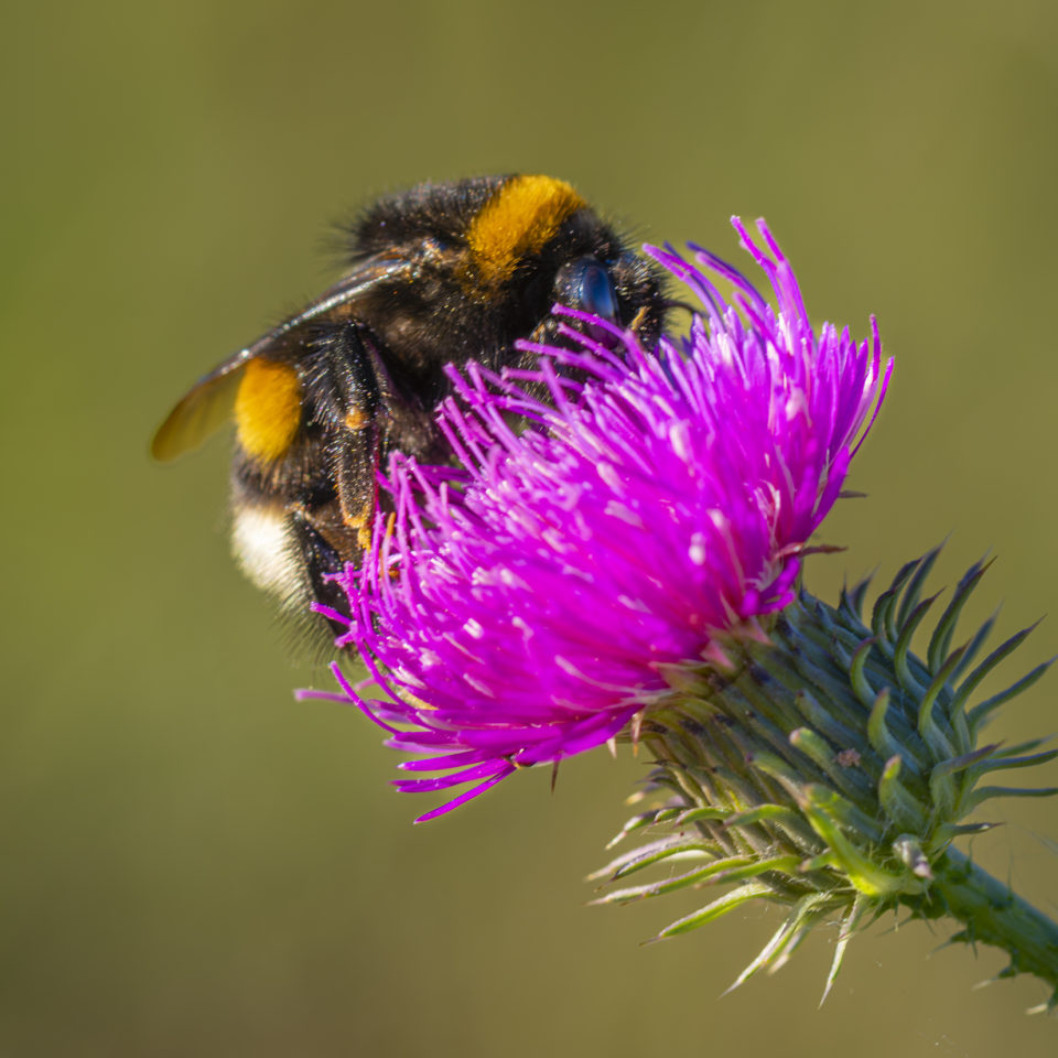 November 2025 – Grabschützer See