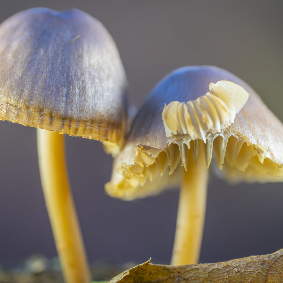 November 2025 – Extremmakro oder auch nicht