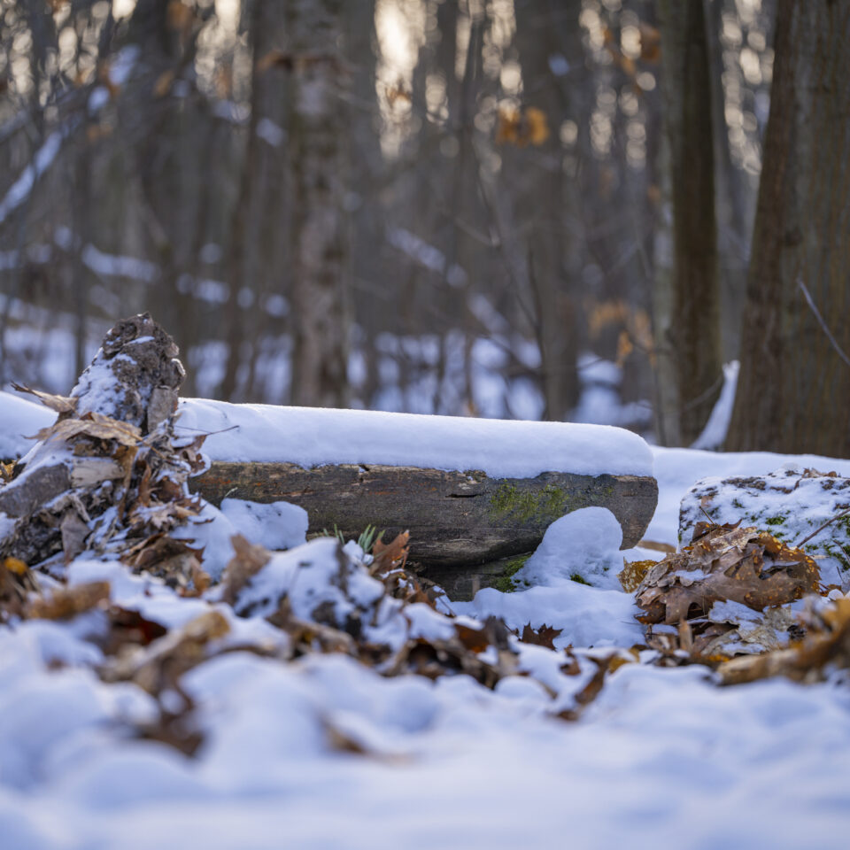 Februar 2026 – Stadtwald